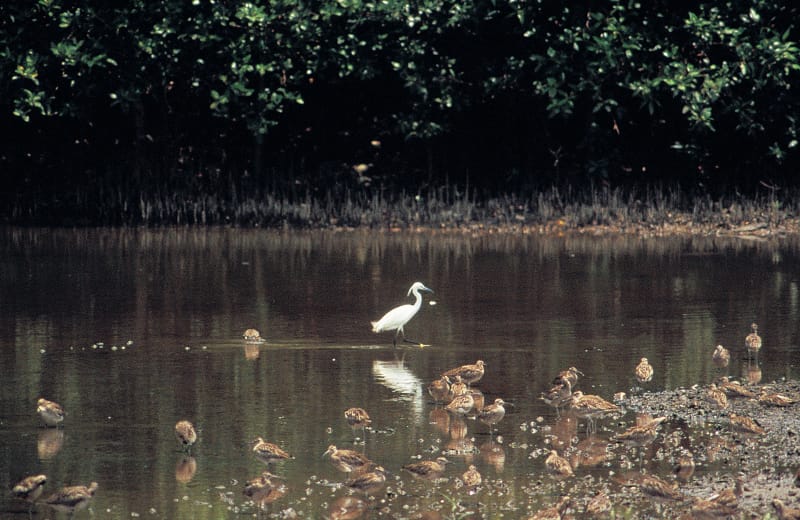 Migratory birds at Sungei Buloh Wetland Reserve. Courtesy of the Singapore Tourism Board.
